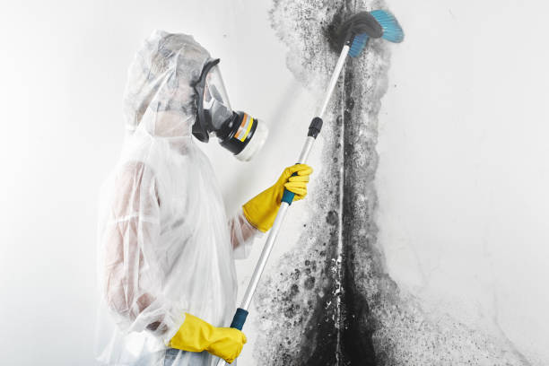 Best Crawl Space Mold Remediation  in Geneva, IL